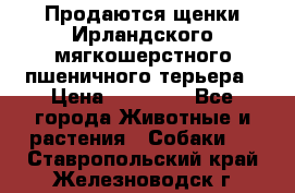 Продаются щенки Ирландского мягкошерстного пшеничного терьера › Цена ­ 30 000 - Все города Животные и растения » Собаки   . Ставропольский край,Железноводск г.